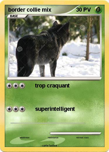 Pokemon border collie mix