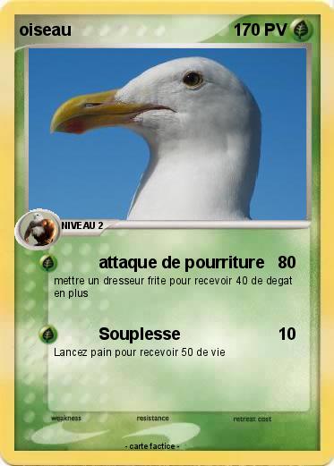 Pokemon oiseau