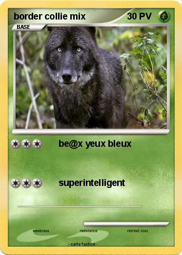 Pokemon border collie mix