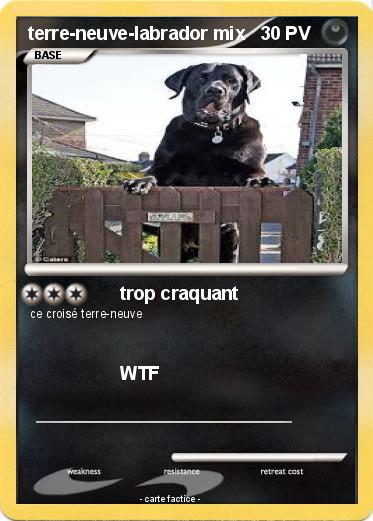 Pokemon terre-neuve-labrador mix