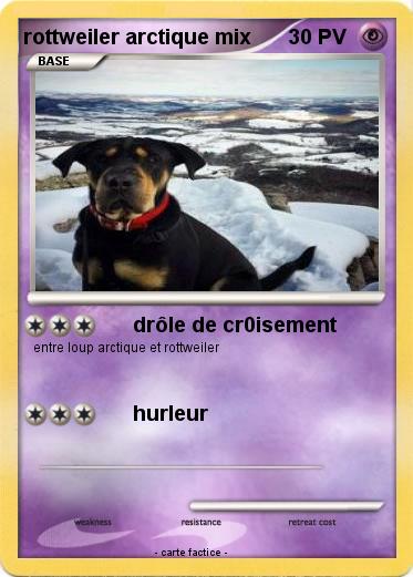 Pokemon rottweiler arctique mix