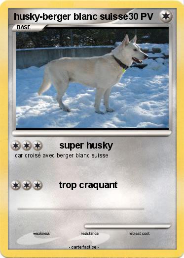 Pokemon husky-berger blanc suisse