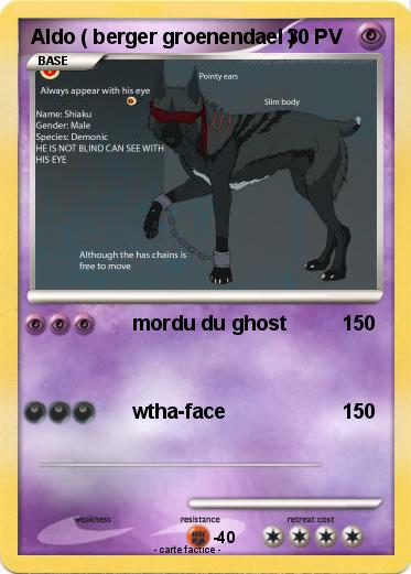 Pokemon Aldo ( berger groenendael )