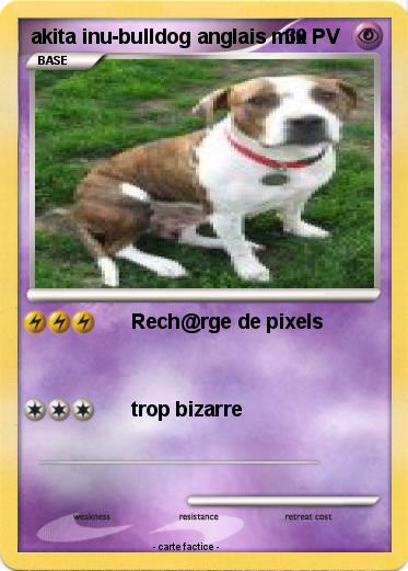 Pokemon akita inu-bulldog anglais mix