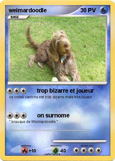 Pokemon weimardoodle