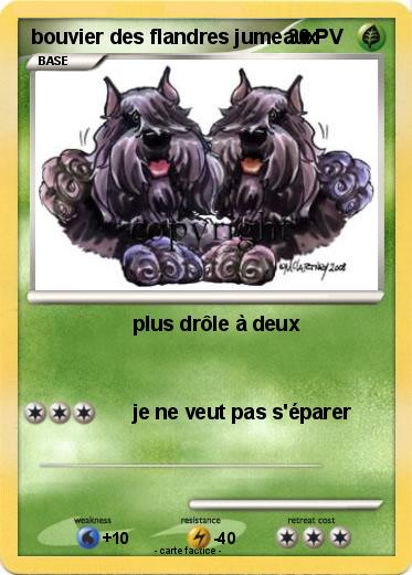 Pokemon bouvier des flandres jumeaux
