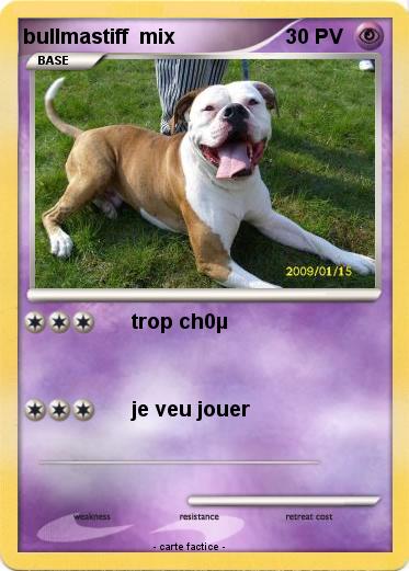 Pokemon bullmastiff  mix