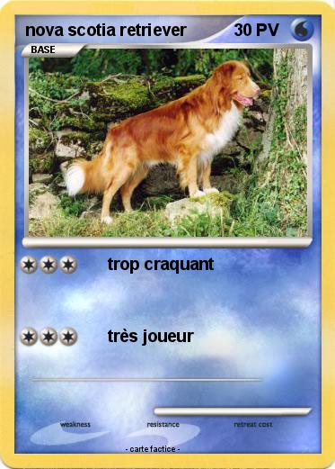 Pokemon nova scotia retriever