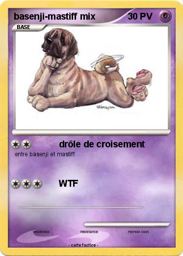Pokemon basenji-mastiff mix