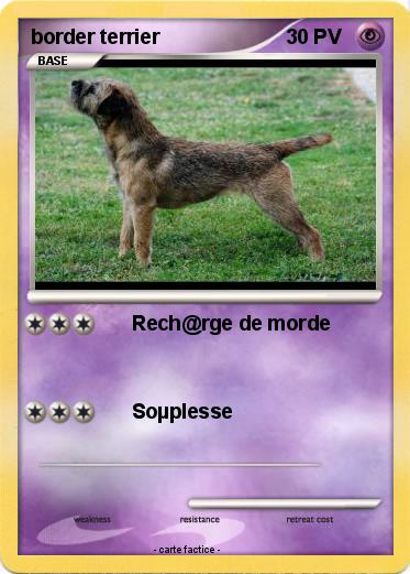 Pokemon border terrier