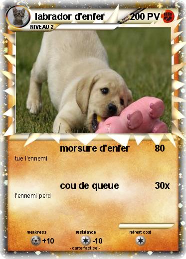 Pokemon labrador d'enfer