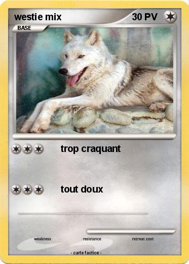 Pokemon westie mix