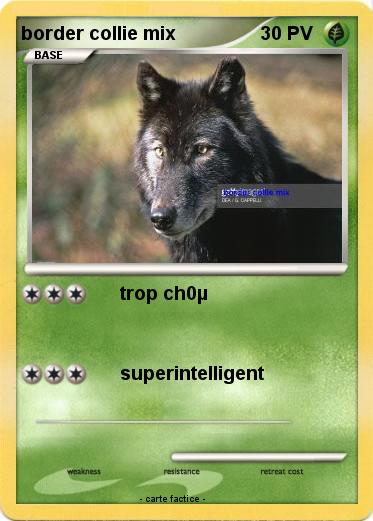 Pokemon border collie mix