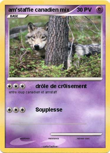 Pokemon am'staffie canadien mix