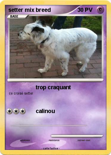 Pokemon setter mix breed