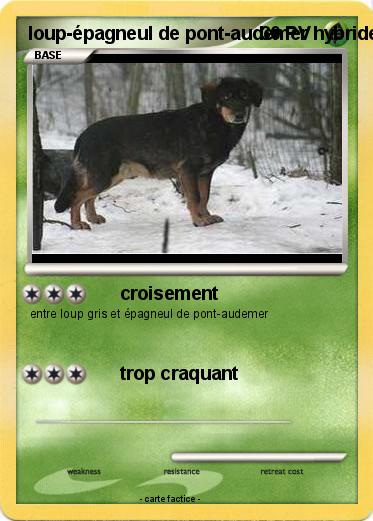 Pokemon loup-épagneul de pont-audemer hybride