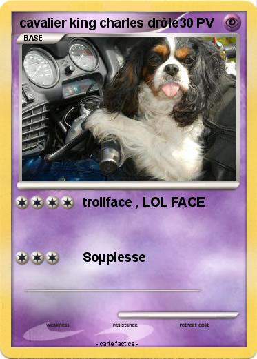 Pokemon cavalier king charles drôle