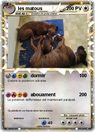 Pokemon les matous