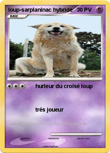Pokemon loup-sarplaninac hybride