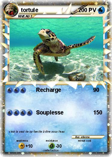 Pokemon tortule