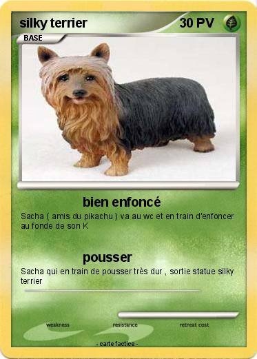 Pokemon silky terrier