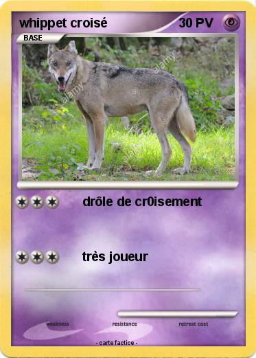 Pokemon whippet croisé