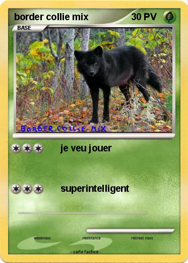 Pokemon border collie mix