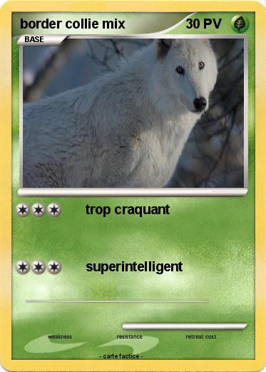 Pokemon border collie mix