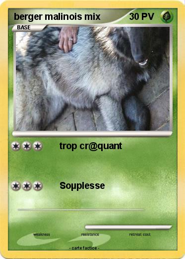 Pokemon berger malinois mix