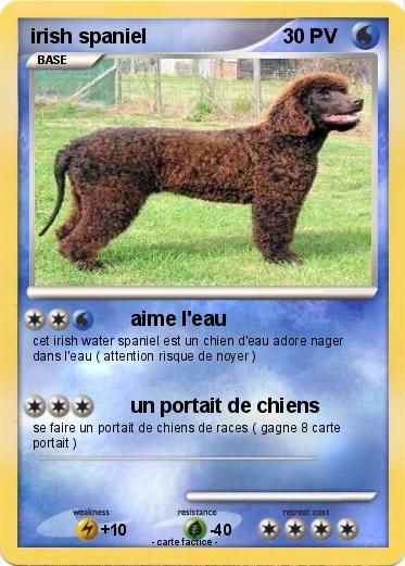 Pokemon irish spaniel
