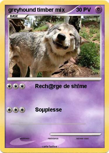 Pokemon greyhound timber mix