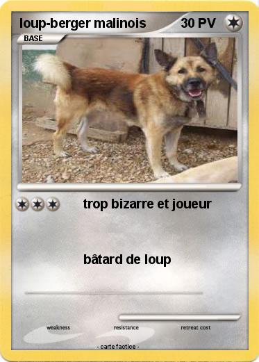 Pokemon loup-berger malinois