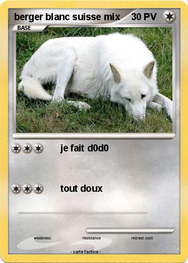 Pokemon berger blanc suisse mix