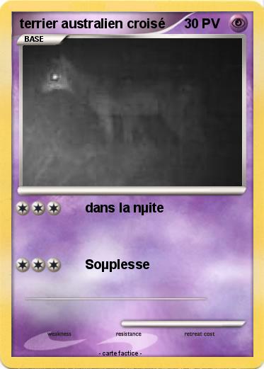 Pokemon terrier australien croisé