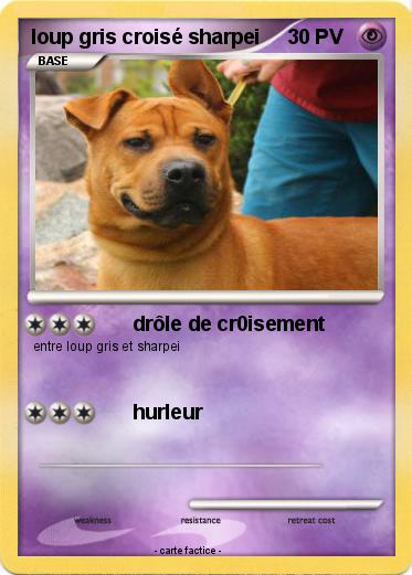 Pokemon loup gris croisé sharpei
