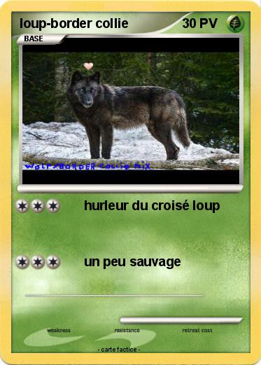 Pokemon loup-border collie