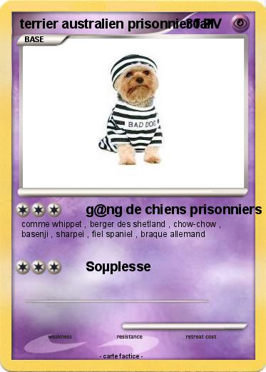 Pokemon terrier australien prisonnier fail