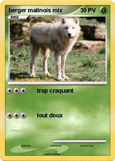 Pokemon berger malinois mix