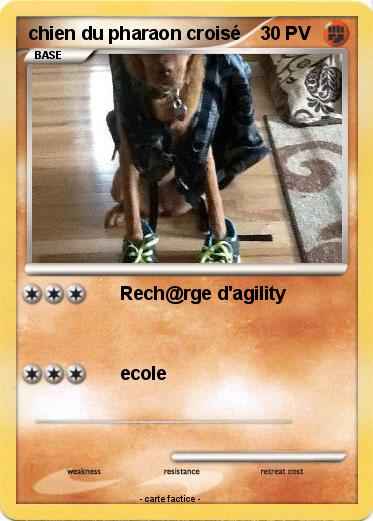 Pokemon chien du pharaon croisé