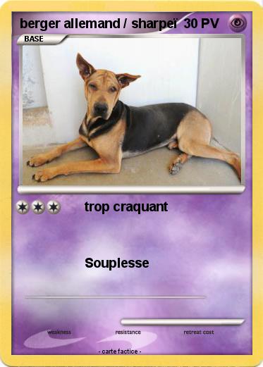 Pokemon berger allemand / sharpeï