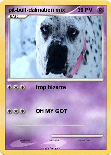 Pokemon pit-bull-dalmatien mix
