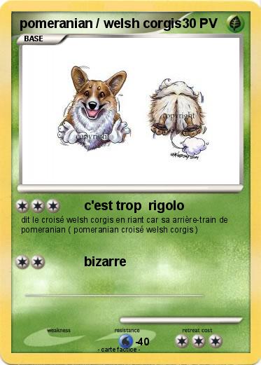 Pokemon pomeranian / welsh corgis