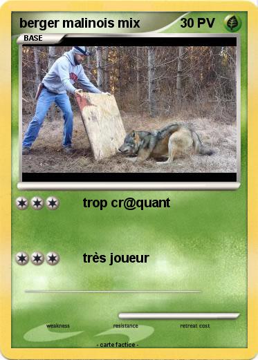 Pokemon berger malinois mix