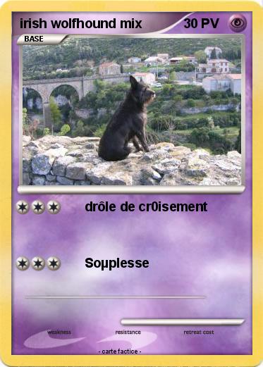 Pokemon irish wolfhound mix