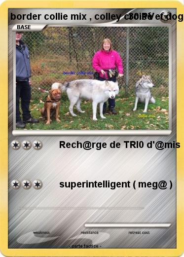 Pokemon border collie mix , colley croisé et dogue du bordeaux