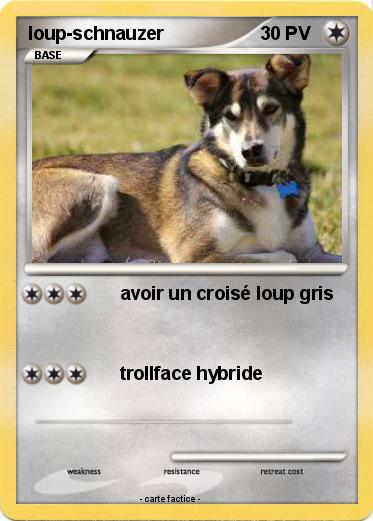 Pokemon loup-schnauzer