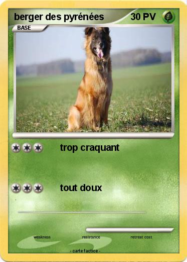 Pokemon berger des pyrénées