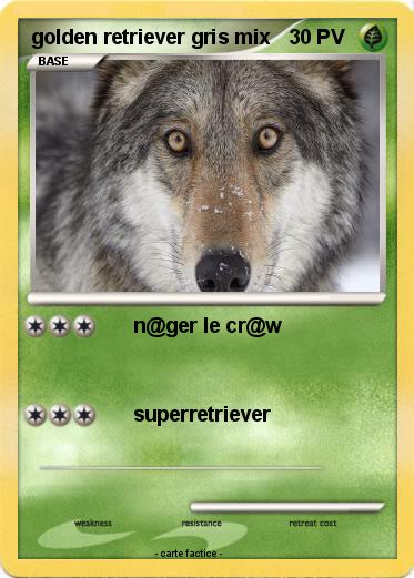 Pokemon golden retriever gris mix