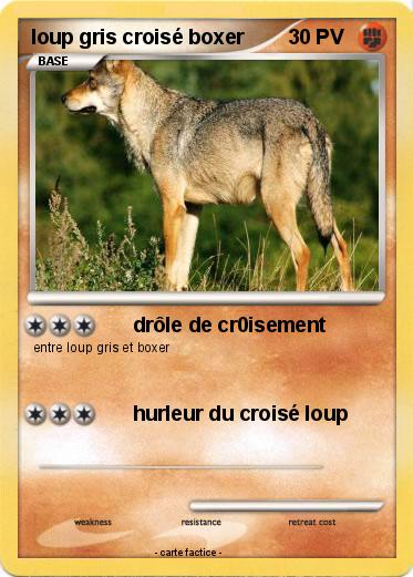 Pokemon loup gris croisé boxer