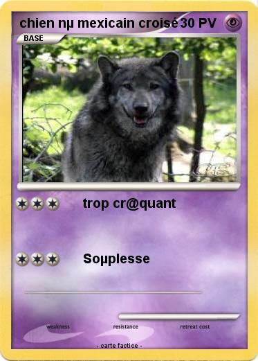 Pokemon chien nµ mexicain croisé